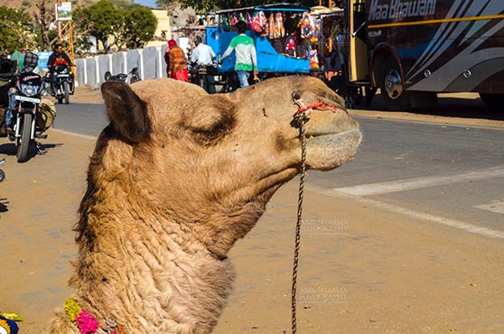 Fairs- Pushkar Fair (Rajasthan) - Pushkar, Rajasthan, India- January 16, 2018: Close-up of a Camel at Pushkar fair, Rajasthan, India. by Anil