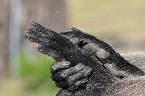 Wildlife- Gray or Common Indian Langur (India) - Close-up of a tired black footed Gray Langur (Semnopithecus hypoleucos) holding his feet at Bhopal, Madhya Pradesh, India. by Anil