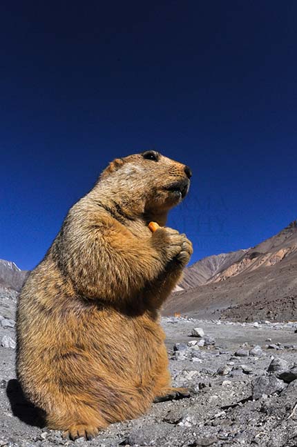 Wildlife- The Himalayan Marmots, J \x26 K (India) - A young Himalayan Marmots holding crack jack biscuit with both hands at Leh, Jammu and Kashmir, India. by Anil