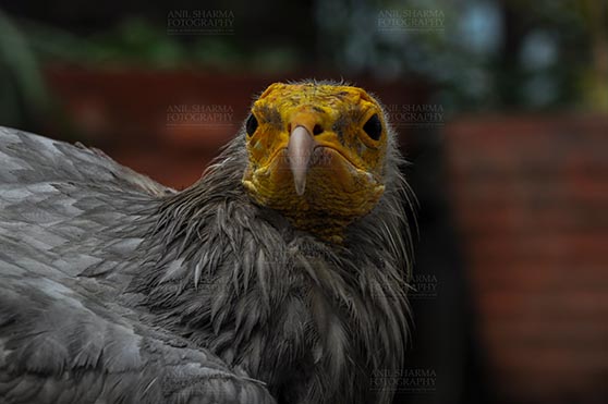 Birds- Egyptian Vulture (Neophron percnopterus) - Egyptian vulture, Aligarh, Uttar Pradesh, India- January 21, 2017:   Close-up of an Egyptian Vulture looking straight with dark background at Aligarh, Uttar Pradesh, India. by Anil
