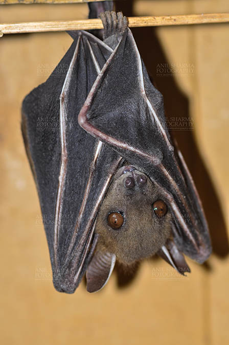 Wildlife- Indian Fruit Bat (Petrous giganteus) - Indian Fruit Bats (Pteropus giganteus) Noida, Uttar Pradesh, India- January 19, 2017: hanging upside down showing face detail at Noida, Uttar Pradesh, India. by Anil