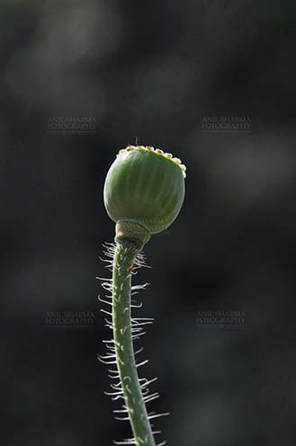 Flowers- Poppy Flowers (Papaver oideae) - Beautiful Greenish Color Poppy (Papaver oideae) seeds pod with dark green color background in a small garden at Noida, Uttar Pradesh, India. by Anil