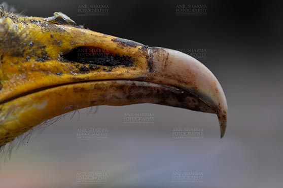 Birds- Egyptian Vulture (Neophron percnopterus) - Egyptian vulture, Aligarh, Uttar Pradesh, India- January 21, 2017:  Micro shot of an adult Egyptian Vulture's beak with dark background at Aligarh, Uttar Pradesh, India. by Anil