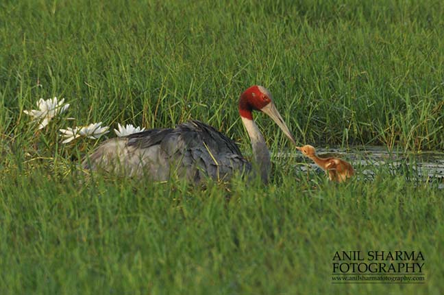 Birds- Sarus Crane (Grus Antigone) - Tired Sarus Crane Mom, Grus Antigone (Linnaeus) with her chick at Greater Noida, Uttar Pradesh, India. by Anil