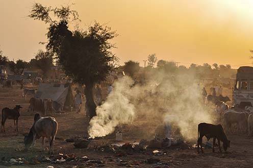 Fairs- Nagaur Cattle Fair (Rajasthan) - Nagaur, Rajasthan, India- Febuary 10, 2011: Dusty and smoky evening, farmers with their families cattles and bullcarts at the Nagaur cattle fair, Nagaur, Rajasthan (India). by Anil