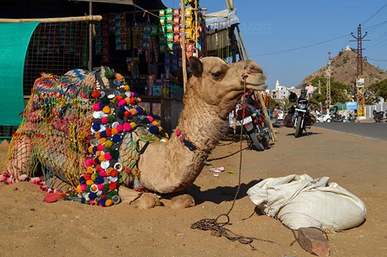 Fairs- Pushkar Fair (Rajasthan) - Pushkar, Rajasthan, India- January 16, 2018: Beautifully decorated Camel taking rest at Pushkar fair ground, Rajasthan, India. by Anil