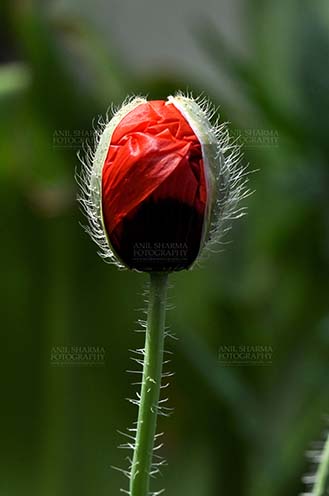 Flowers- Poppy Flowers (Papaver oideae) - Beautiful Red Color Poppy (Papaver oideae) bud with green color background in a garden at Noida, Uttar Pradesh, India. by Anil