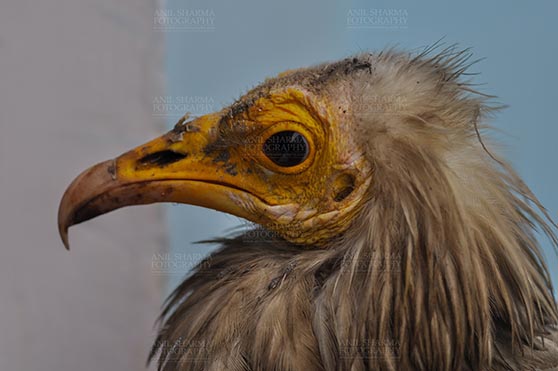 Birds- Egyptian Vulture (Neophron percnopterus) - Egyptian vulture, Aligarh, Uttar Pradesh, India- January 21, 2017:  Close-up of an adult Egyptian Vulture with light blue background at Aligarh, Uttar Pradesh, India. by Anil