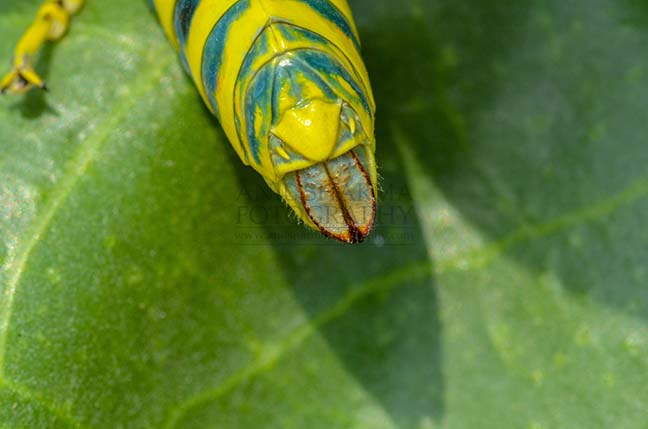 Insects- Indian Painted Grasshopper - Micro shot of ovipositor of an Indian Painted Grasshopper, Poekilocerus Pictus, sitting on milkweed plant leaves. by Anil