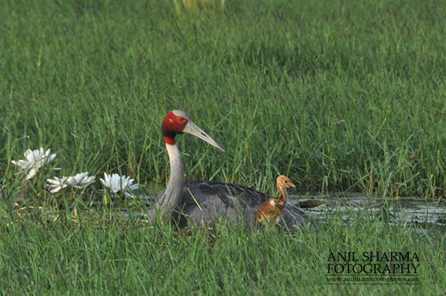 Birds- Sarus Crane (Grus Antigone) - Mom Sarus Crane, Grus Antigone (Linnaeus) with her young chick at Greater Noida, Uttar Pradesh, India. by Anil