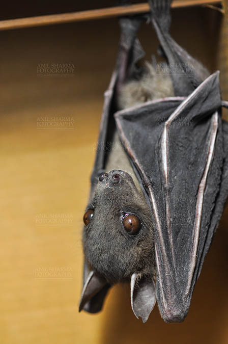 Wildlife- Indian Fruit Bat (Petrous giganteus) - Indian Fruit Bats (Pteropus giganteus) Noida, Uttar Pradesh, India- January 19, 2017: Side pose of an Indian fruit bat captive roosting/grooming pose while hanging upside down at Noida, Uttar Pradesh, India. by Anil