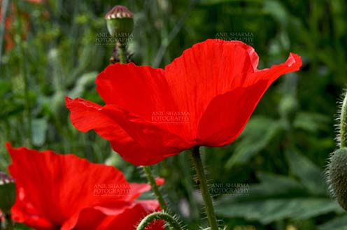 Flowers- Poppy Flowers (Papaver oideae) - Beautiful Red Color Poppy (Papaver oideae) flowers with green color background blooming in a small garden at Noida, Uttar Pradesh, India. by Anil