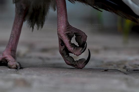 Birds- Egyptian Vulture (Neophron percnopterus) - Egyptian vulture, Aligarh, Uttar Pradesh, India- January 21, 2017:  Close-up of an Egyptian Vulture's feet at Aligarh, Uttar Pradesh, India. by Anil