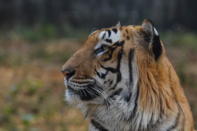 Wildlife- Royal Bengal Tiger (Panthera Tigris Tigris) - Royal Bengal Tiger, New Delhi, India- April 5, 2018: Side pose of a Royal Bengal Tiger (Panthera tigris Tigris) at New Delhi, India. by Anil