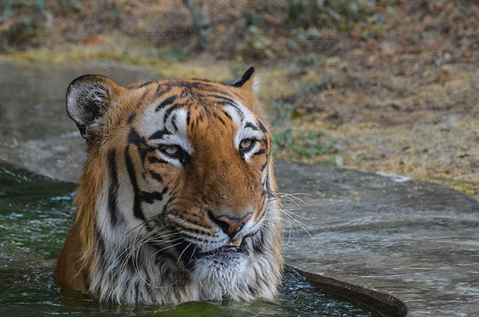 Wildlife- Royal Bengal Tiger (Panthera Tigris Tigris) - Royal Bengal Tiger, New Delhi, India- April 5, 2018: A Royal Bengal Tiger (Panthera tigris Tigris) sitting in a small water pool at New Delhi, India. by Anil