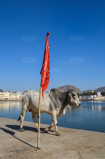 Fairs- Pushkar Fair (Rajasthan) - Pushkar, Rajasthan, India- January 16, 2018: A Bull strolling around at the Holy Pushkar Sarovar at Pushkar, Rajasthan, India. by Anil