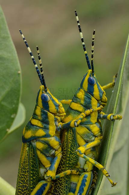Insects- Indian Painted Grasshopper - An Indian Painted Grasshopper, Poekilocerus Pictus, pair mating on milkweed plant leaves at Noida, Uttar Pradesh, India. by Anil