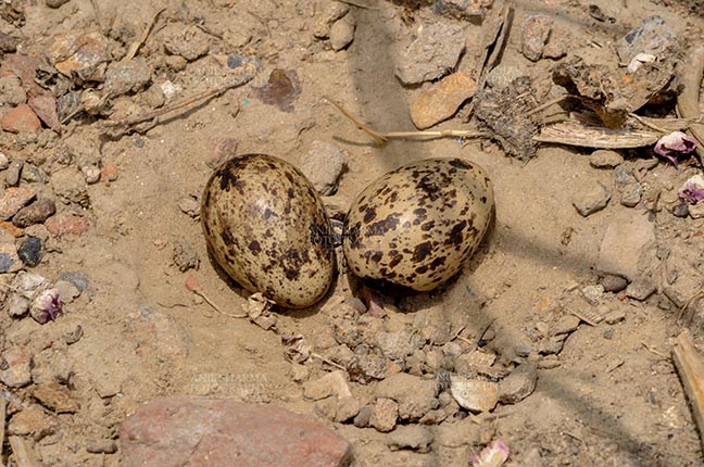 Birds- Eurasian Stone Curlew (Burhinus oedicnemus) - Eurasian stone curlew or stone-curlew (Burhinus oedicnemus) at Noida, Uttar Pradesh, India- June 18, 2017: Eurasian stone's two Eggs in her nest at Noida, Uttar Pradesh, India. by Anil