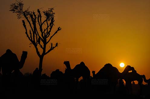 Fairs- Nagaur Cattle Fair (Rajasthan) - Nagaur, Rajasthan, India- Febuary 10, 2011: Sunset time, silhouette of camels in the evening at Nagaur cattle fair, Nagaur, Rajasthan (India). by Anil