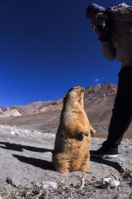 Wildlife- The Himalayan Marmots, J \x26 K (India) - A tourist taking picture of Himalayan Marmots at Leh. by Anil