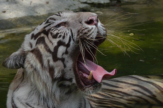 Wildlife- White Tiger (Panthera Tigris) - White Tiger, New Delhi, India- June 20, 2018: Portrait of a White Tiger (Panthera tigris) yawning, showing its tongue at New Delhi, India. by Anil