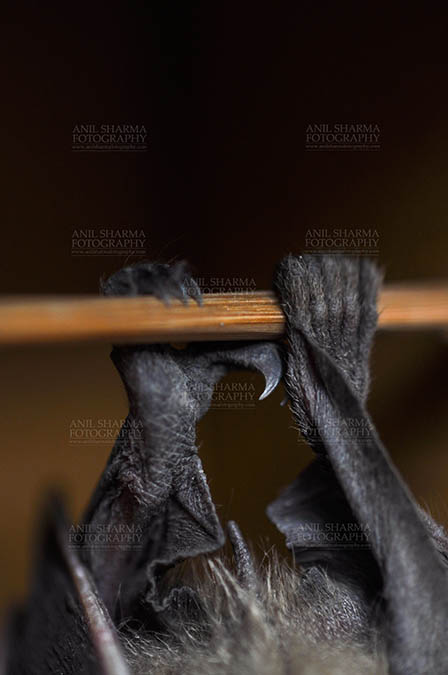 Wildlife- Indian Fruit Bat (Petrous giganteus) - Indian fruit bat (Pteropus giganteus) claws, Noida, Uttar Pradesh, India- January 19, 2017: An Indian fruit bat hanging upside down from a limb showing claws at Noida, Uttar Pradesh, India. by Anil