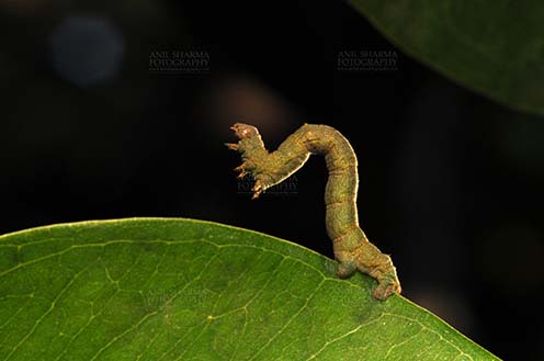 Insects- Caterpillar - Noida, Uttar Pradesh, India- November 30, 2013: A big caterpillar on a leaf at Noida, Uttar Pradesh, India. by Anil