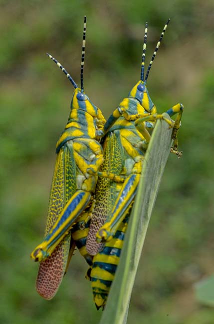 Insects- Indian Painted Grasshopper - An Indian Painted Grasshopper, Poekilocerus Pictus, pair mating on milkweed plant leaves at Noida, Uttar Pradesh, India. by Anil