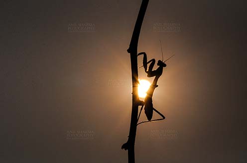 Insect- Praying Mantis - Sunset time, side view of a Praying Mantis, Mantodea (or mantises, mantes) in magical golden light on a tree branch at Noida, Uttar Pradesh, India by Anil
