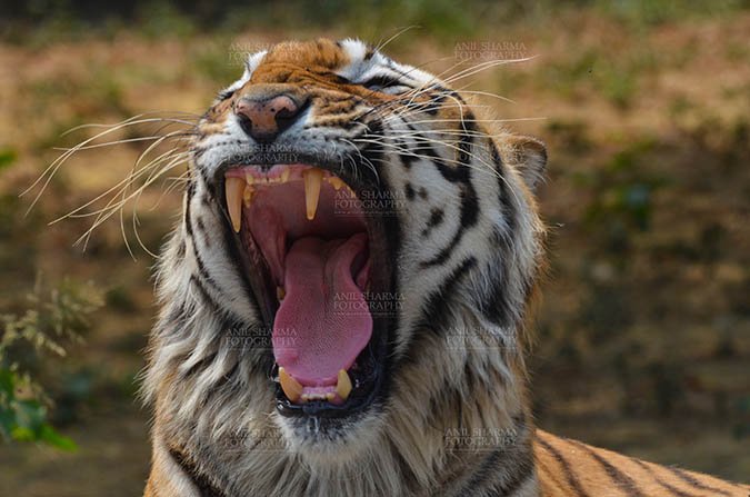 Wildlife- Royal Bengal Tiger (Panthera Tigris Tigris) - Royal Bengal Tiger, New Delhi, India- April 3, 2018: Close-up of a Royal Bengal Tiger (Panthera tigris Tigris) in aggressive mood showing its canines at New Delhi, India. by Anil