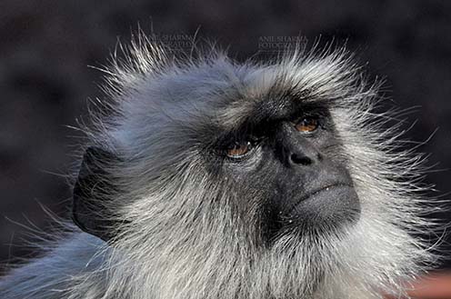 Wildlife- Gray or Common Indian Langur (India) - Close-up of an old black footed Gray or common female Langur (Semnopithecus hypoleucos) in her own world at Bhopal, Madhya Pradesh, India. by Anil