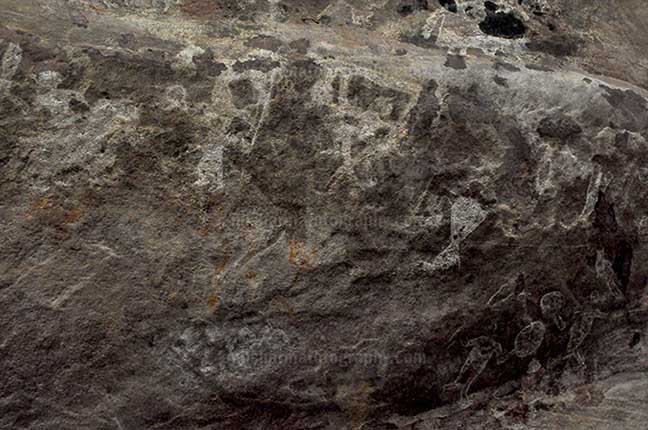 Archaeology- Bhimbetka Rock Shelters (India) - Prehistoric Rock Painting of a shepherd with their cattle herd in white color at Bhimbetka archaeological site, Raisen, Madhya Pradesh, India by Anil