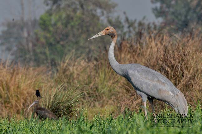 Birds- Sarus Crane (Grus Antigone) - Young Sarus Crane, Grus Antigone (Linnaeus) in an agricultural field at Dhanauri wetland, Greater Noida, Uttar Pradesh, India. by Anil