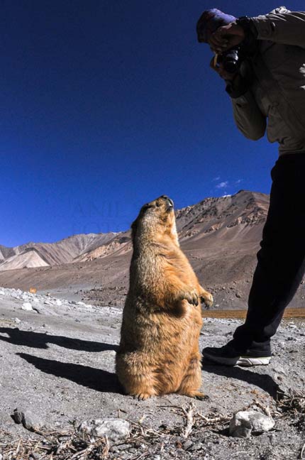 Wildlife- The Himalayan Marmots, J \x26 K (India) - A tourist taking picture of Himalayan Marmots at Leh. by Anil