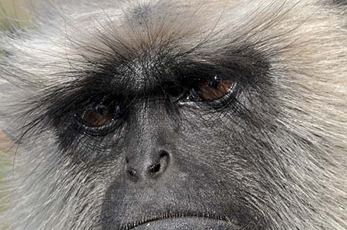 Wildlife- Gray or Common Indian Langur (India) - Close-up of a black footed Gray Langur(Semnopithecus hypoleucos) talking to his own conscious at Bhopal, Madhya Pradesh, India. by Anil