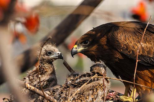 Birds-  Black Kite Milvus migrans (Boddaert) - Listening to Mom’s Advice. by Anil