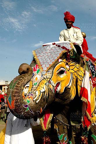 Festivals- Holi and Elephant Festival (Jaipur) - A decorated Elephant welcomeing tourists at Holi and Elephant Festival at jaipur, Rajasthan (India). by Anil