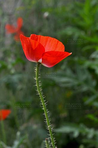 Flowers- Poppy Flowers (Papaver oideae) - Beautiful Red Color Poppy (Papaver oideae) flower with green color background blooming in a garden at Noida, Uttar Pradesh, India. by Anil