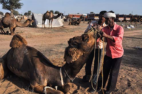 Fairs- Nagaur Cattle Fair (Rajasthan) - Nagaur, Rajasthan, India- Febuary 10, 2011: A Buyer examining teeths of a young camel to know correct age at Nagaur cattle fair, Nagaur, Rajasthan (India). by Anil