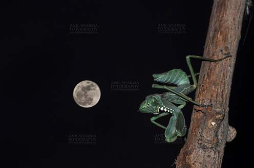 Insect- Praying Mantis - Side view of a Praying Mantis,  Mantodea (or mantises, mantes) in resting position in full moon night  on a tree branch in garden at Noida, Uttar Pradesh, India by Anil