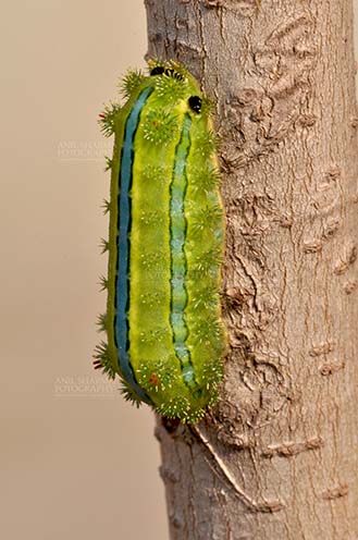 Insects- Caterpillar - Noida, Uttar Pradesh, India- December 29, 2013: A Green-blue color Caterpillar on a tree branch in a garden at Noida, Uttar Pradesh, India. by Anil