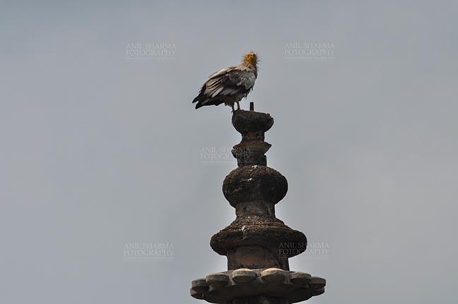 Monuments- Palaces and Temples of Orchha - Orchha, Madhya Pradesh, India- August 20, 2012: an Egyptian Vulture (Neophron Perchopterus) perches on the roof of the sandstone Jahangir Mahal (Palace) at Orchha, Madhya Pradesh, India. by Anil