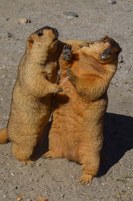 Wildlife- The Himalayan Marmots, J \x26 K (India) - Will you marry me ? by Anil