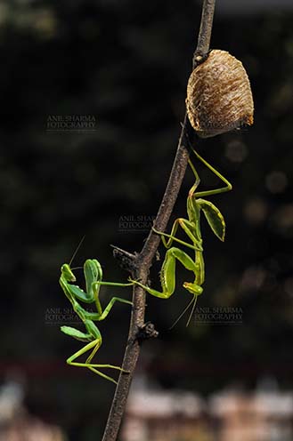 Insect- Praying Mantis - Two Praying Mantis, Mantodea (or mantises, mantes) with ootheca the protective capsule with the eggs on a tree branch at Noida, Uttar Pradesh, India. by Anil