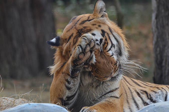 Wildlife- Royal Bengal Tiger (Panthera Tigris Tigris) - Royal Bengal Tiger, New Delhi, India- April 5, 2018: Portrait of a Royal Bengal Tiger (Panthera tigris Tigris) scratching its head at New Delhi, India. by Anil