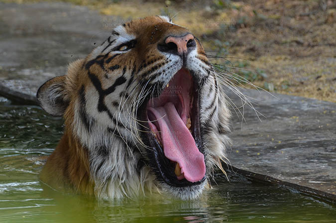 Wildlife- Royal Bengal Tiger (Panthera Tigris Tigris) - Royal Bengal Tiger, New Delhi, India- April 5, 2018: A Royal Bengal Tiger (Panthera tigris Tigris) yawning and bathing in water at New Delhi, India. by Anil