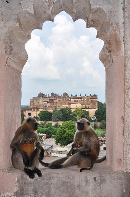 Monuments- Palaces and Temples of Orchha - Orchha, Madhya Pradesh, India- August 20, 2012: Grey Langurs family (Hanuman Monkeys,  Semonpithecus entellus) sitting inside Chaturbhuj Temple, Orchha, Madhya Pradesh, India. by Anil