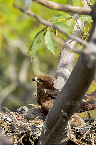Birds-  Black Kite Milvus migrans (Boddaert) - With my Mom, when I was two days old. by Anil