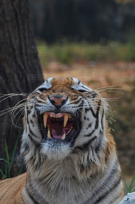 Wildlife- Royal Bengal Tiger (Panthera Tigris Tigris) - Royal Bengal Tiger, New Delhi, India- April 5, 2018: Portrait of A Royal Bengal Tiger (Panthera tigris Tigris) in furious mood showing its canines at New Delhi, India. by Anil