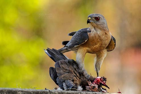 Birds- Shikra Accipiter badius (Gmelin) - Shikra, Noida, Uttar Pradesh, India- May 2, 2012:  A Shikra enjoying brown Dove meat at Noida, Uttar Pradesh, India. by Anil